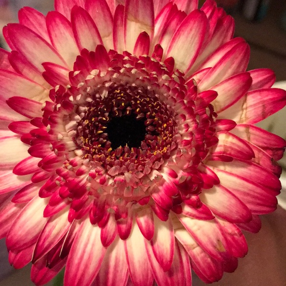 Meet your Posher, Sshauna - Picture 1 of 1